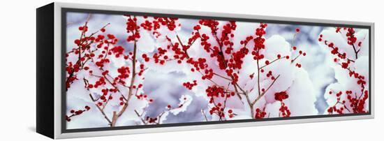 Holly Trees Kyoto Keihoku-Cho Japan-null-Framed Stretched Canvas