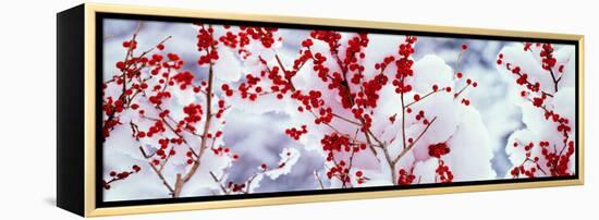 Holly Trees Kyoto Keihoku-Cho Japan-null-Framed Stretched Canvas