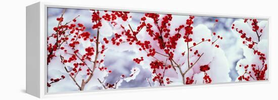 Holly Trees Kyoto Keihoku-Cho Japan-null-Framed Stretched Canvas