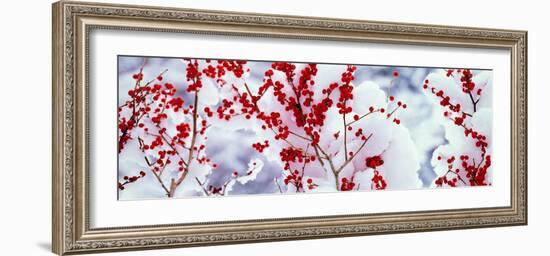 Holly Trees Kyoto Keihoku-Cho Japan-null-Framed Photographic Print