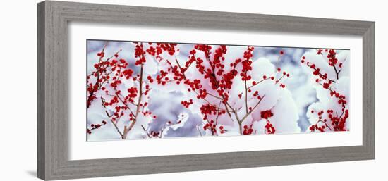 Holly Trees Kyoto Keihoku-Cho Japan-null-Framed Photographic Print