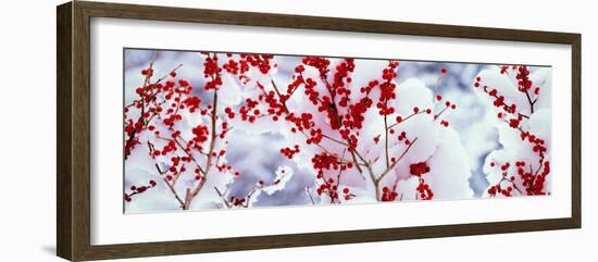 Holly Trees Kyoto Keihoku-Cho Japan--Framed Photographic Print