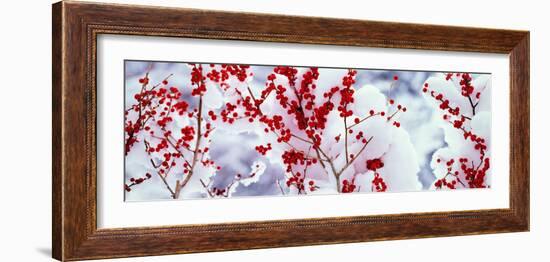 Holly Trees Kyoto Keihoku-Cho Japan-null-Framed Photographic Print