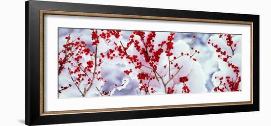 Holly Trees Kyoto Keihoku-Cho Japan-null-Framed Photographic Print