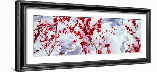 Holly Trees Kyoto Keihoku-Cho Japan-null-Framed Photographic Print