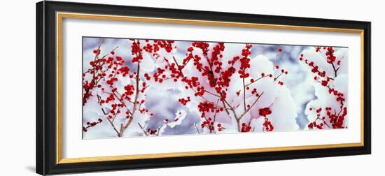 Holly Trees Kyoto Keihoku-Cho Japan-null-Framed Photographic Print