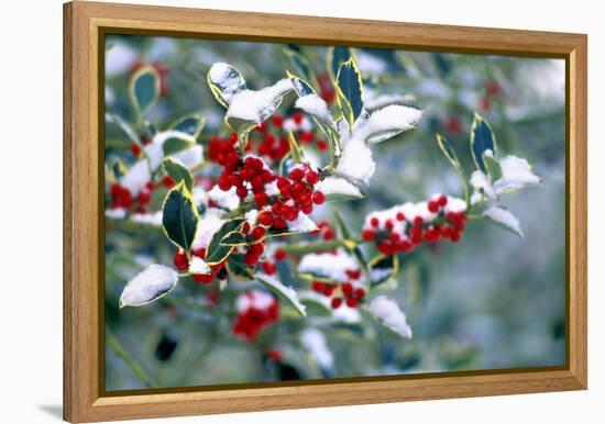 Holly-Dr^ Keith-Framed Premier Image Canvas