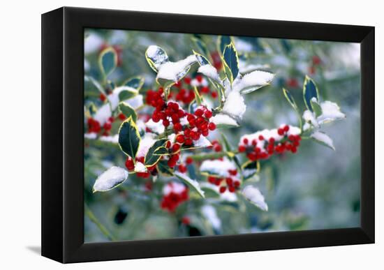 Holly-Dr^ Keith-Framed Premier Image Canvas