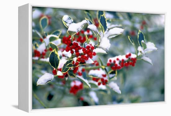 Holly-Dr^ Keith-Framed Premier Image Canvas