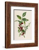 Holly-F. Edward Hulme-Framed Photographic Print
