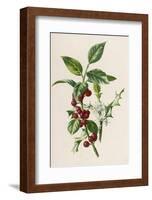 Holly-F. Edward Hulme-Framed Photographic Print