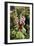 Hollyhock (Alcea Rosea)-Dr. Keith Wheeler-Framed Photographic Print