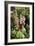 Hollyhock (Alcea Rosea)-Dr. Keith Wheeler-Framed Photographic Print