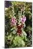 Hollyhock (Alcea Rosea)-Dr. Keith Wheeler-Mounted Photographic Print