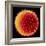 Hollyhock Pollen-Dr^ Jeremy-Framed Premium Photographic Print