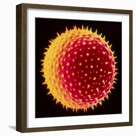 Hollyhock Pollen-Dr^ Jeremy-Framed Premium Photographic Print