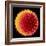 Hollyhock Pollen-Dr^ Jeremy-Framed Premium Photographic Print