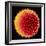 Hollyhock Pollen-Dr^ Jeremy-Framed Premium Photographic Print