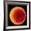 Hollyhock Pollen-Dr^ Jeremy-Framed Premium Photographic Print