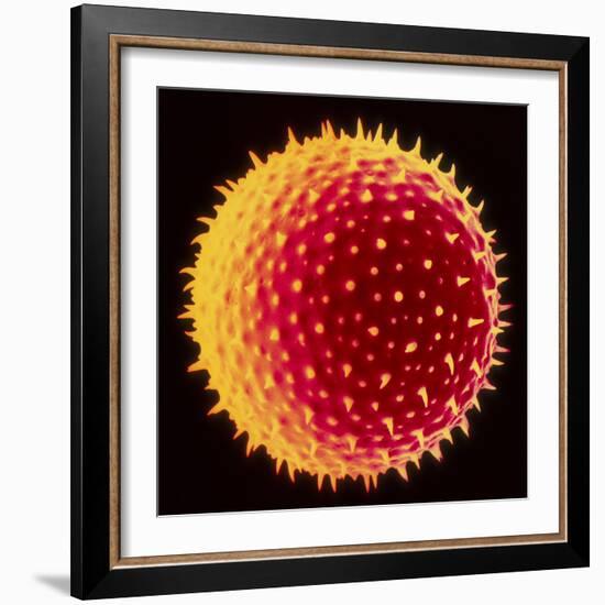 Hollyhock Pollen-Dr^ Jeremy-Framed Premium Photographic Print