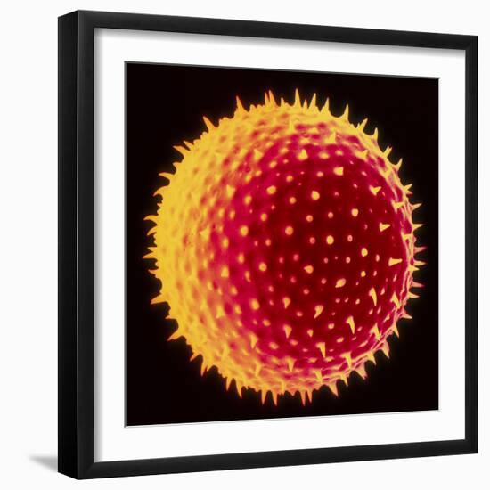 Hollyhock Pollen-Dr^ Jeremy-Framed Premium Photographic Print
