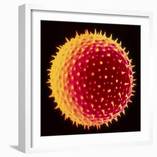 Hollyhock Pollen-Dr^ Jeremy-Framed Premium Photographic Print