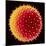 Hollyhock Pollen-Dr^ Jeremy-Mounted Premium Photographic Print