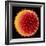 Hollyhock Pollen-Dr^ Jeremy-Framed Premium Photographic Print