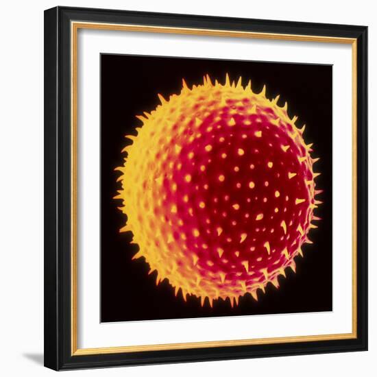 Hollyhock Pollen-Dr^ Jeremy-Framed Premium Photographic Print