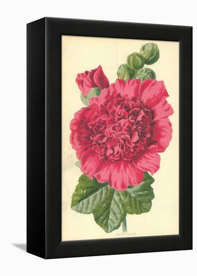 Hollyhock-Frederick Edward Hulme-Framed Premier Image Canvas