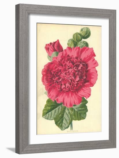 Hollyhock-Frederick Edward Hulme-Framed Giclee Print