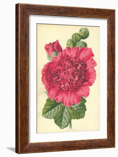 Hollyhock-Frederick Edward Hulme-Framed Giclee Print