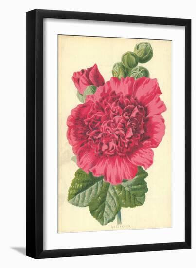 Hollyhock-Frederick Edward Hulme-Framed Giclee Print