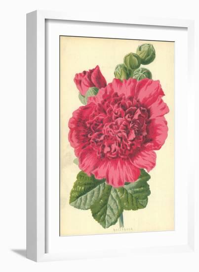 Hollyhock-Frederick Edward Hulme-Framed Giclee Print