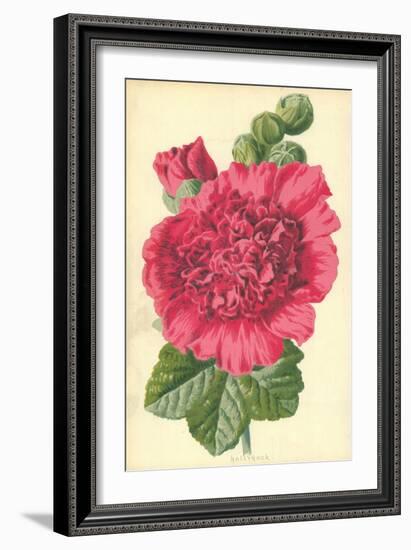 Hollyhock-Frederick Edward Hulme-Framed Giclee Print