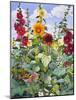 Hollyhocks and Sunflowers, 2005-Christopher Ryland-Mounted Giclee Print