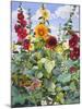 Hollyhocks and Sunflowers, 2005-Christopher Ryland-Mounted Giclee Print