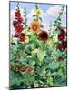 Hollyhocks and Sunflowers-Christopher Ryland-Mounted Giclee Print