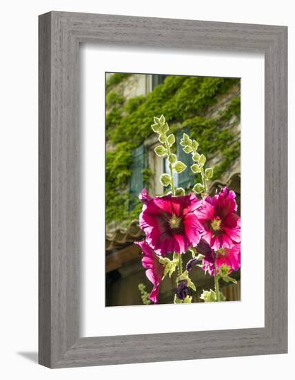 Hollyhocks flowers blooming in Provence region of Southern France.-Michele Niles-Framed Photographic Print