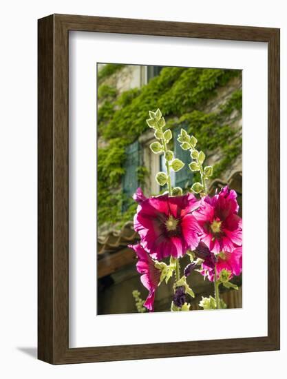 Hollyhocks flowers blooming in Provence region of Southern France.-Michele Niles-Framed Photographic Print