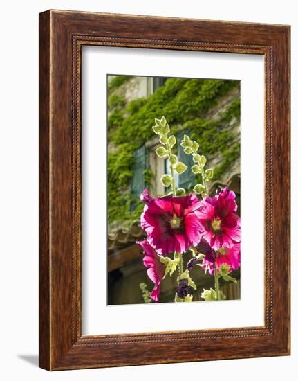 Hollyhocks flowers blooming in Provence region of Southern France.-Michele Niles-Framed Photographic Print