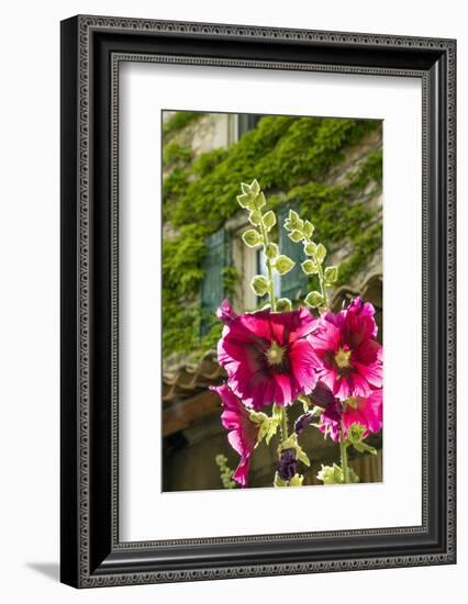 Hollyhocks flowers blooming in Provence region of Southern France.-Michele Niles-Framed Photographic Print