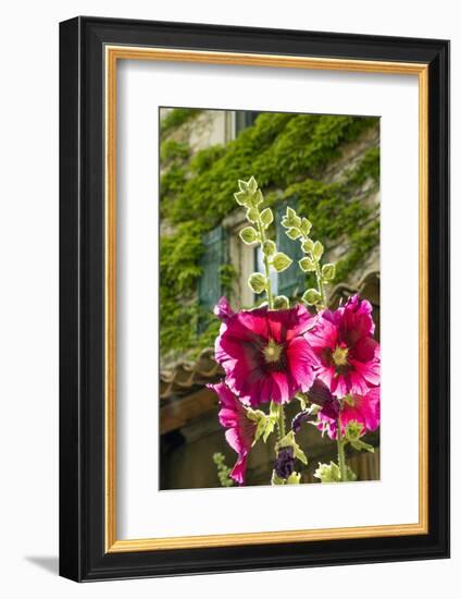 Hollyhocks flowers blooming in Provence region of Southern France.-Michele Niles-Framed Photographic Print