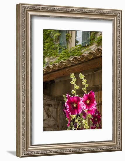 Hollyhocks flowers blooming in Provence region of Southern France.-Michele Niles-Framed Photographic Print