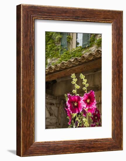 Hollyhocks flowers blooming in Provence region of Southern France.-Michele Niles-Framed Photographic Print