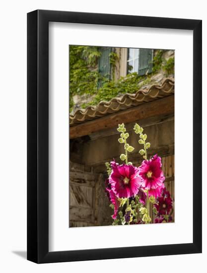 Hollyhocks flowers blooming in Provence region of Southern France.-Michele Niles-Framed Photographic Print