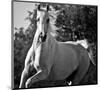 Hollywood (b & w)-Barry Hart-Mounted Art Print