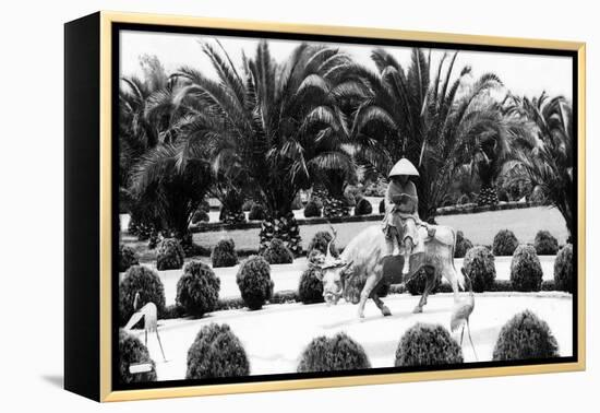 Hollywood, California - Bernheimer Residence, Man on Water Buffalo Photo-Lantern Press-Framed Stretched Canvas