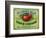 Hollywood, California - Peterson's Cider Vinegar Label-Lantern Press-Framed Art Print