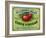 Hollywood, California - Peterson's Cider Vinegar Label-Lantern Press-Framed Art Print